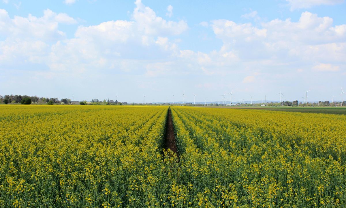 Feld in Österreich