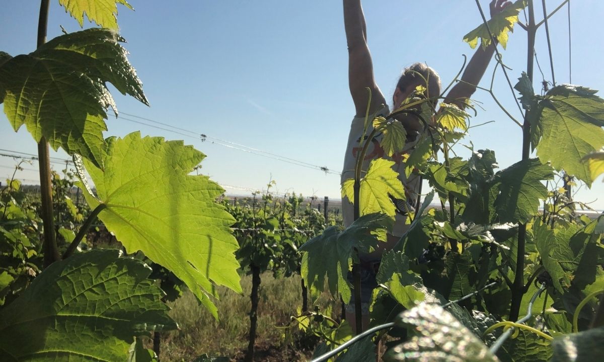 Weingut Fisch und Vogel