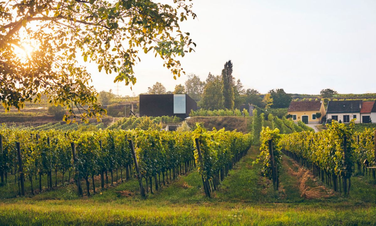 Weingut Loimer