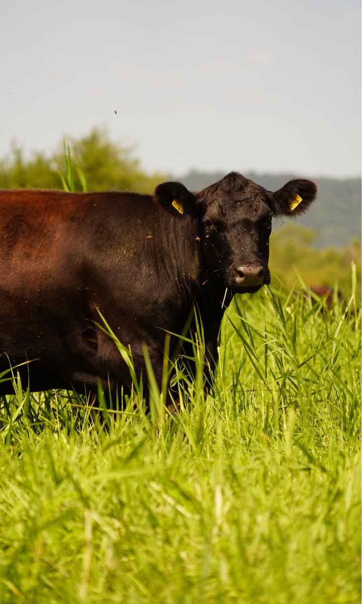 Bio-Landgut Esterhazy