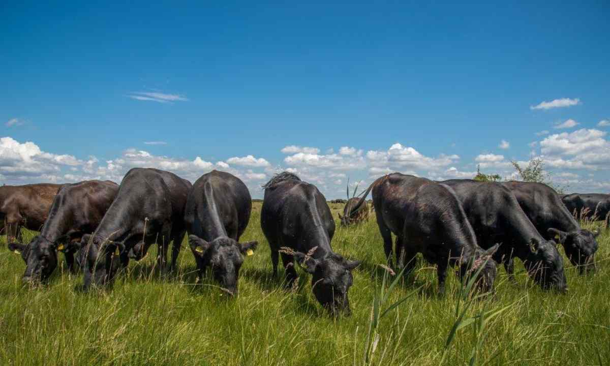 Bio-Landgut Esterhazy