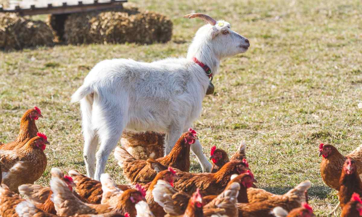 Bio-Landgut Esterhazy