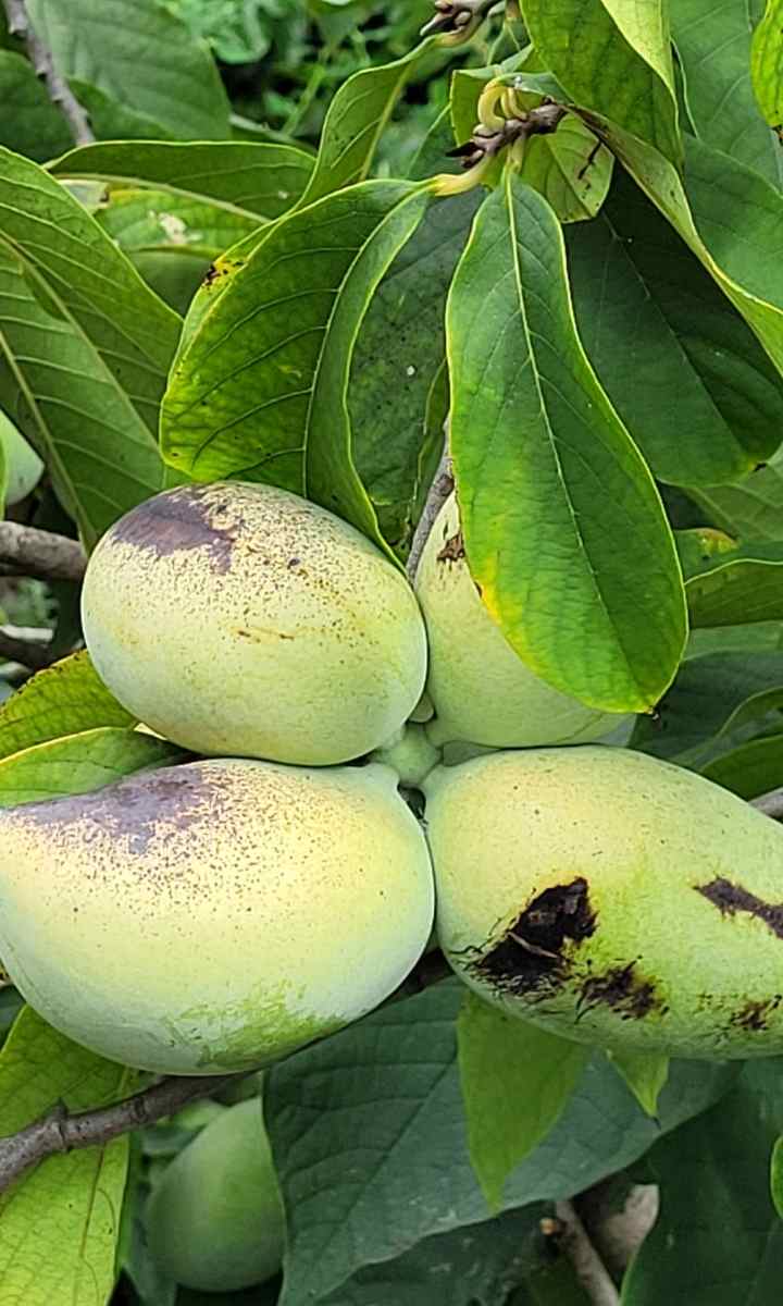 Gekommen, um zu bleiben - Indianerbananen