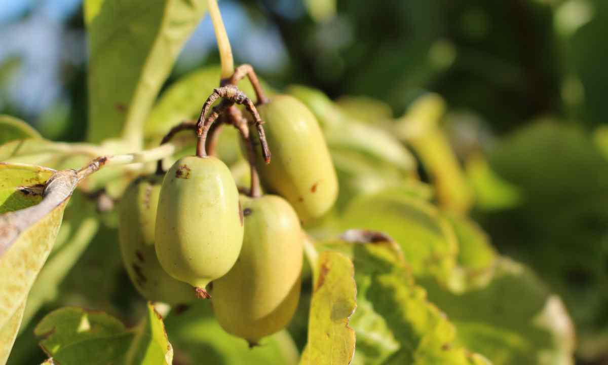 Gekommen, um zu bleiben - Mini-Kiwis