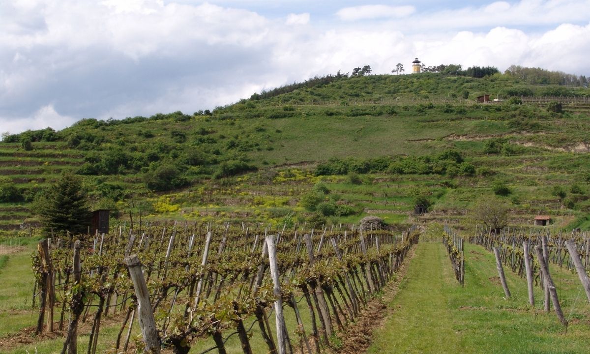 Goldberg Nikolaihof Wachau