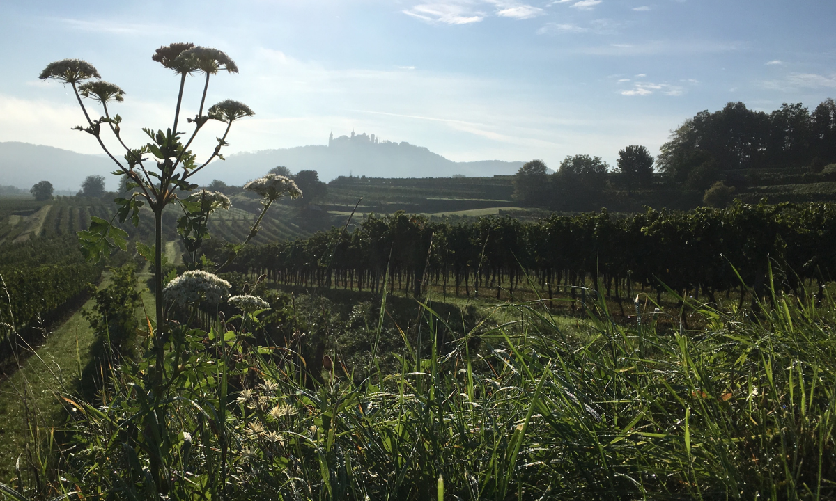Nikolaihof Wachau