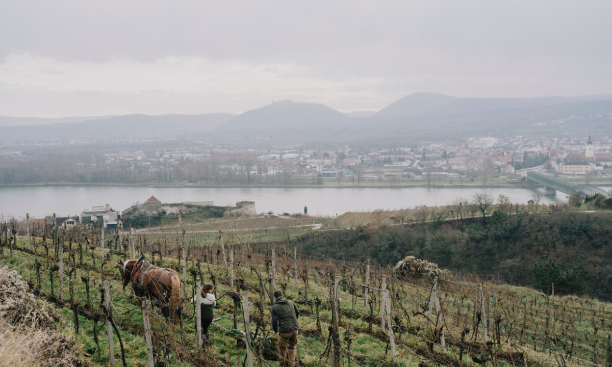 Nikolaihof Wachau