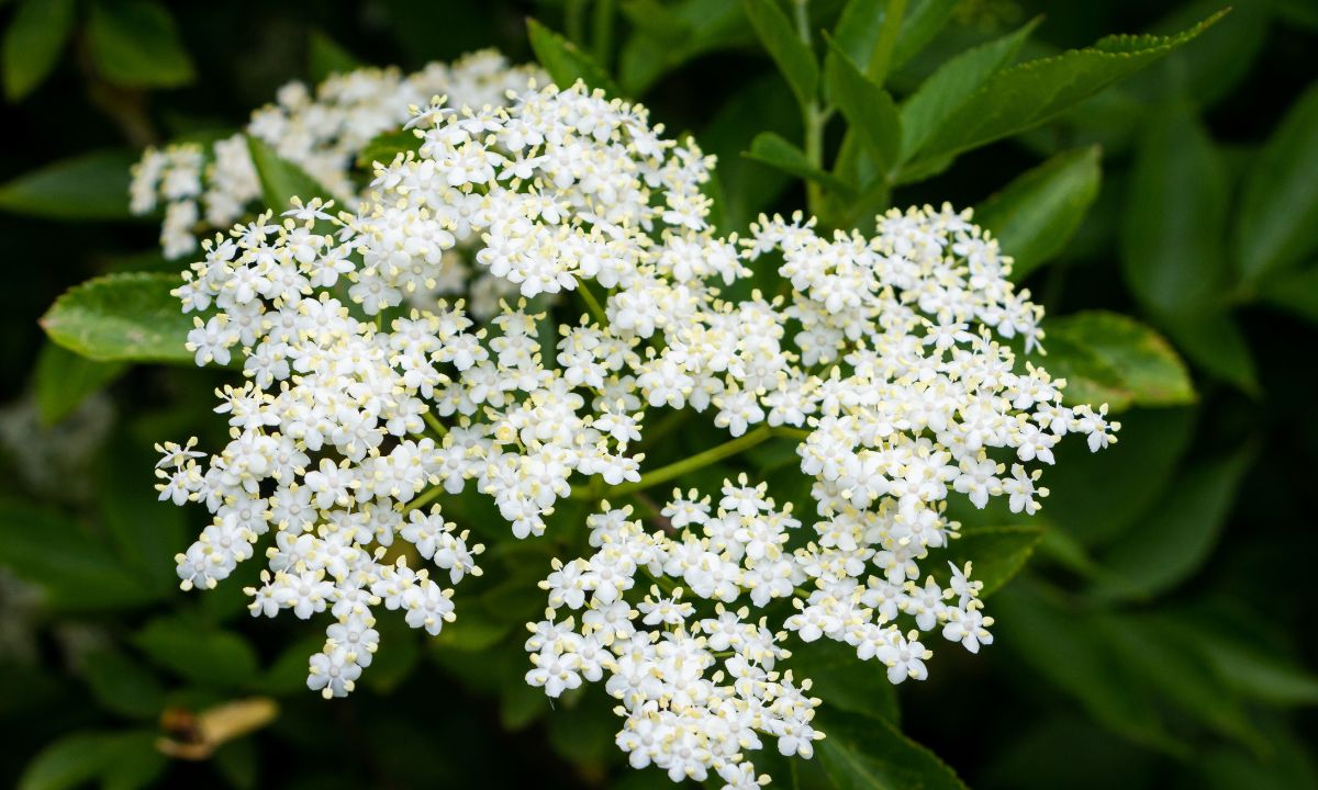 Holunderblüten