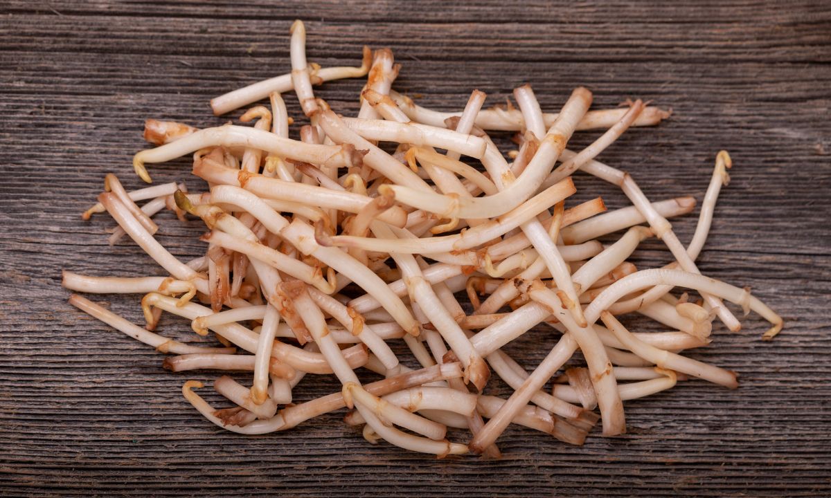 Hopfenspargel