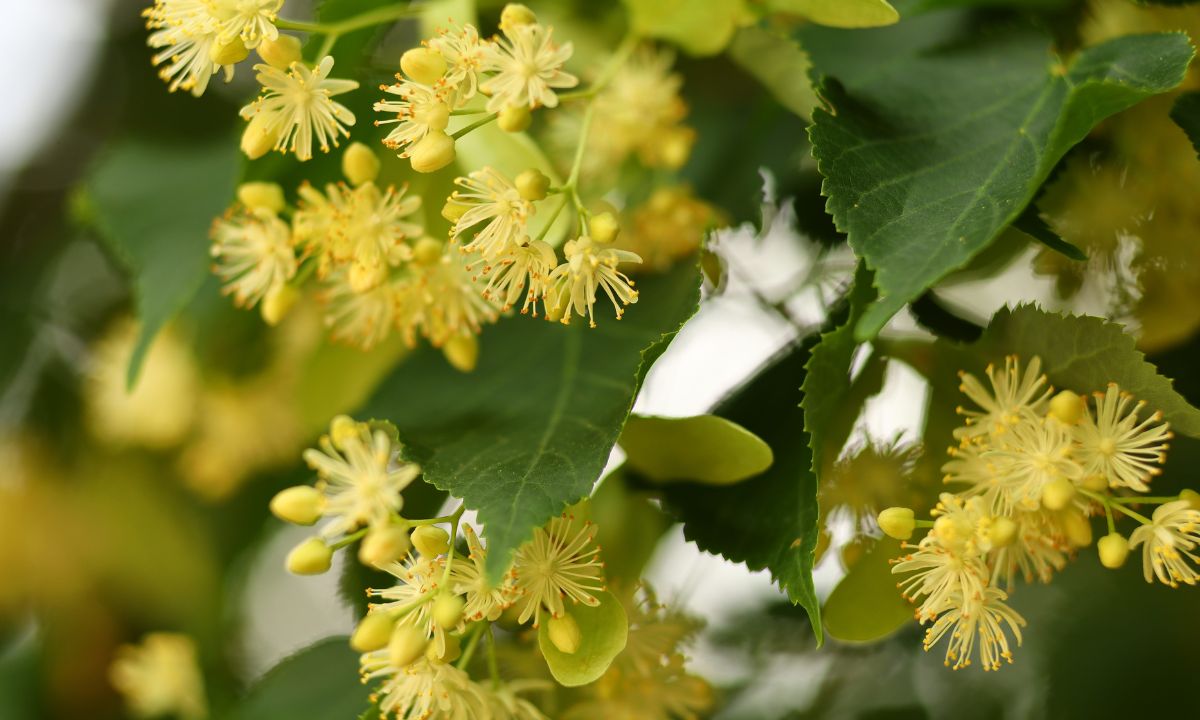 Lindenblüten
