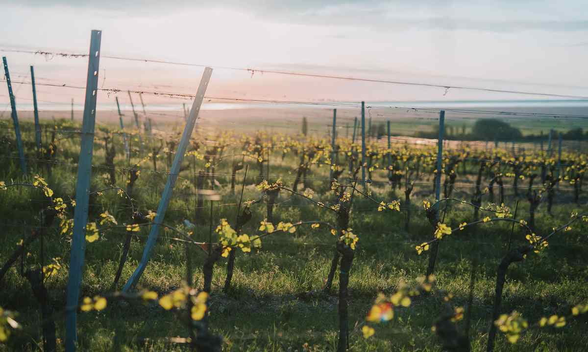 Weingut Esterhazy