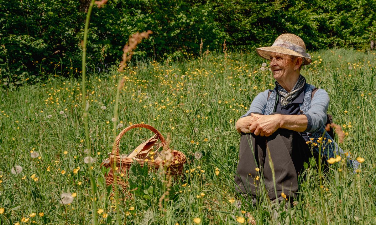 7 Wildkräuter aus dem Wald