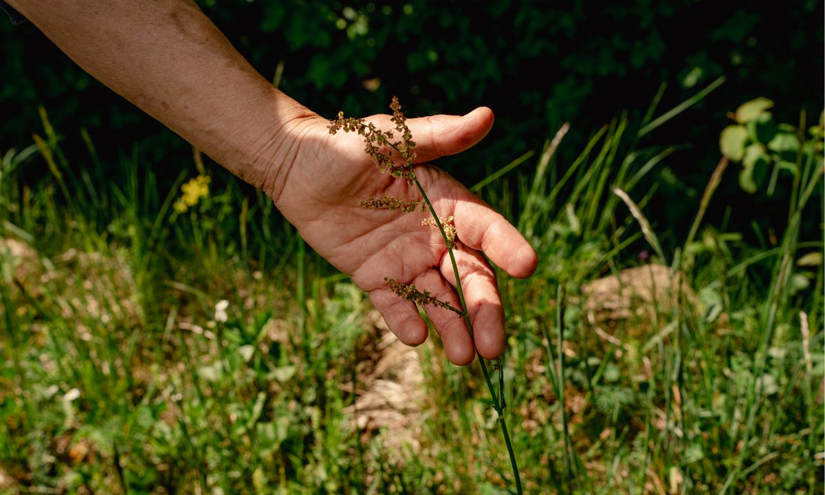 Wildkräuter als Superfood: Was die Wiese kann