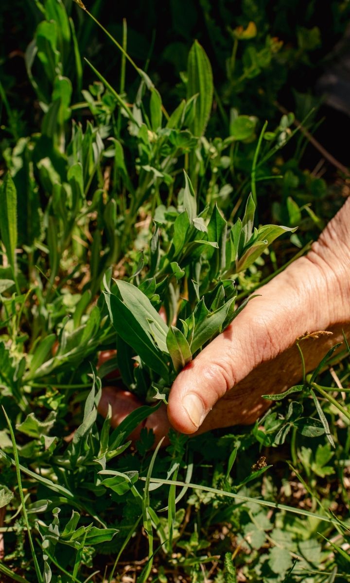Wildkräuter als Superfood: Was die Wiese kann