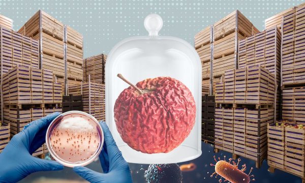 Gabriele Berg über das Mikrobiom von Früchten und deren Lagerung