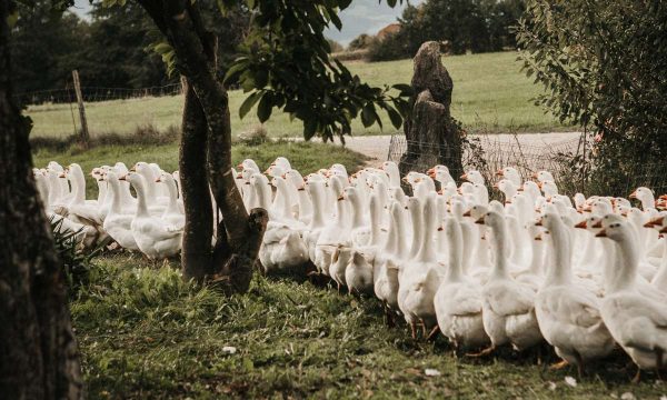 Biohof Hafner Gänse