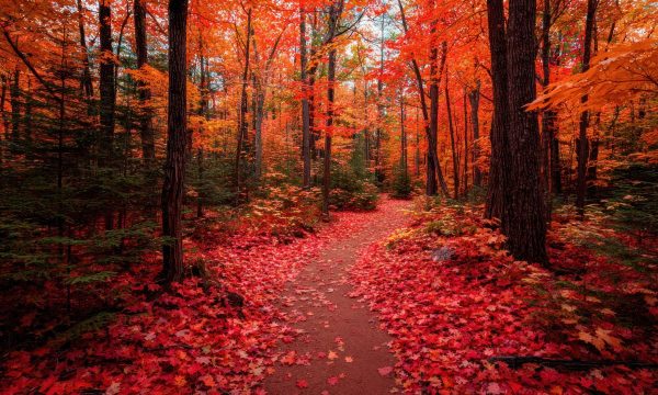 Gaumen Hoch-Podcast zum Thema Waldbaden