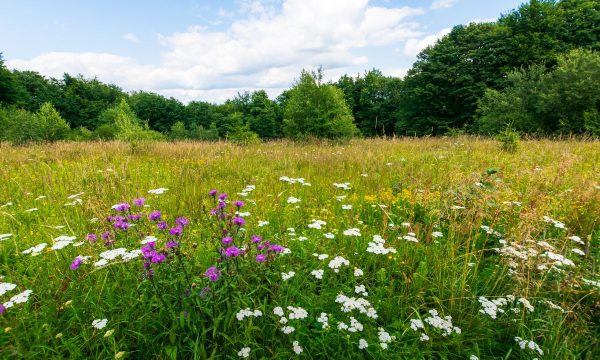 Wildkräuter als Superfood: Was die Wiese kann
