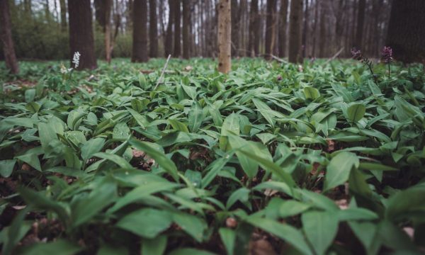 Querformat mit Illu (1200 x 720 px) (8)