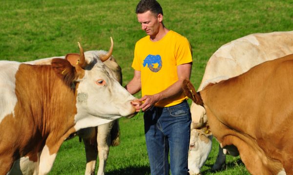 Thomas Seyr beim Kühe füttern