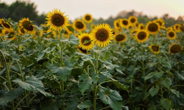 Sonnenblumenfeld