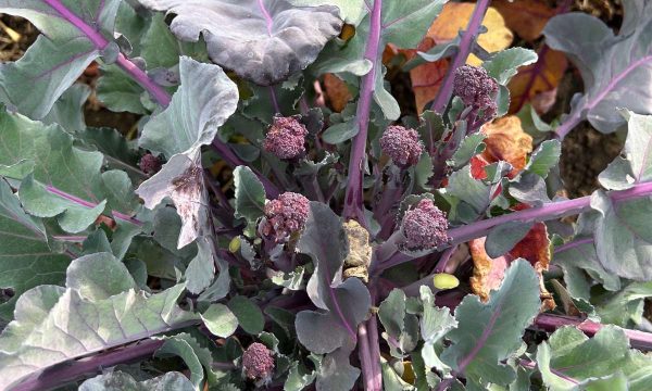 Violetter Stängel-Brokkoli