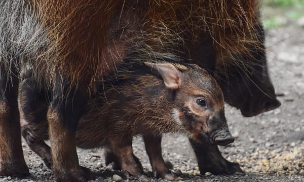 Wildschweinferkel