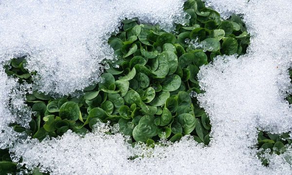 Wintergemüse